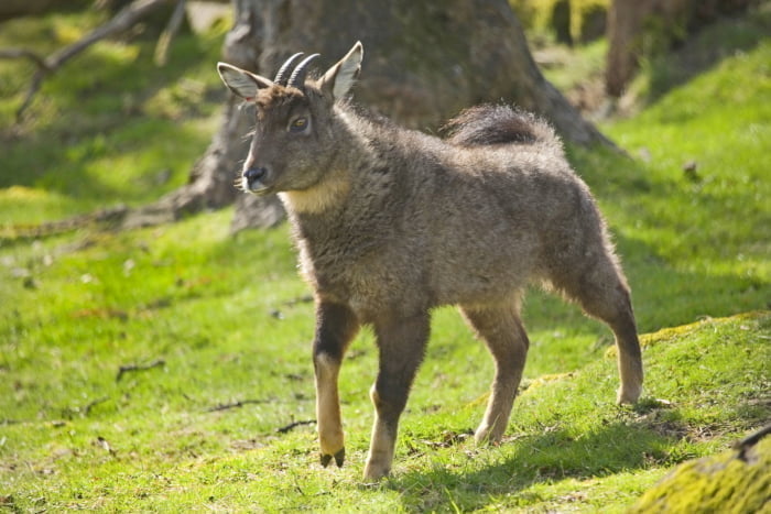 Амурский Горал