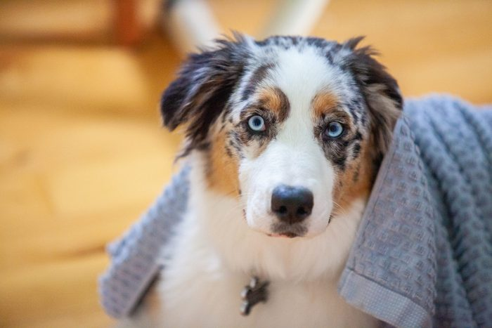 Австралийская овчарка