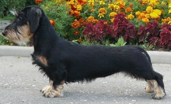 Миниатюрная жесткошерстная такса Миниатюрная жесткошерстная такса