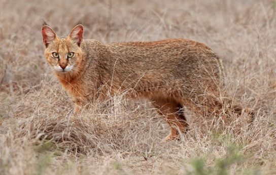 Видео камышового кота Описание камышового кота