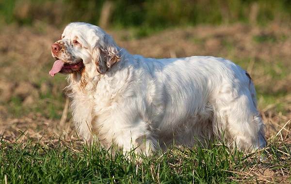 Большие белые собаки (25 пород): список, популярные, редкие, с фото и описанием