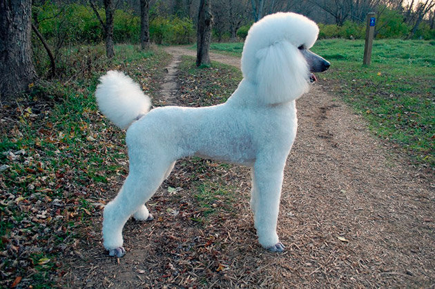 Большие белые собаки (25 пород): список, популярные, редкие, с фото и описанием