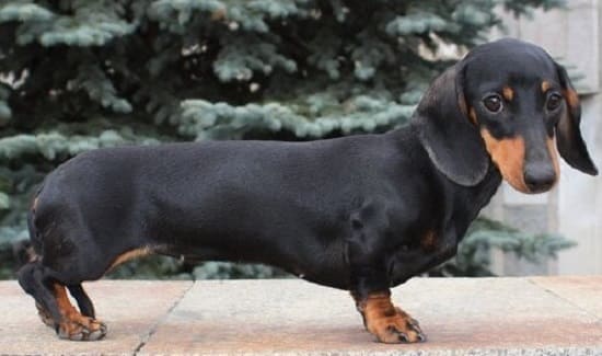 Такса кролик гладкошерстная Такса кролик гладкошерстная