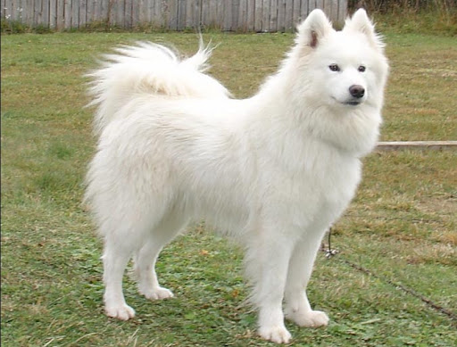 Большие белые собаки (25 пород): список, популярные, редкие, с фото и описанием