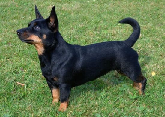 Ланкашир Хилер Ланкашир Хилер