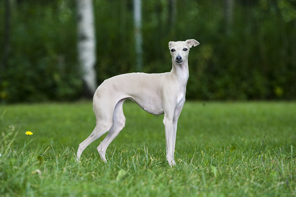 Маленькие белые собачки (20 фото): белоснежные породы, список имен, особенности, уход