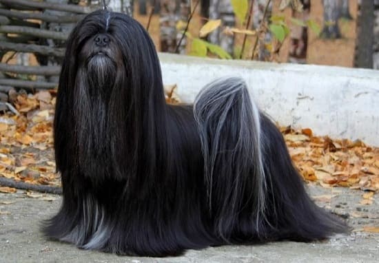 Лхаса апсо черный Лхаса апсо черный