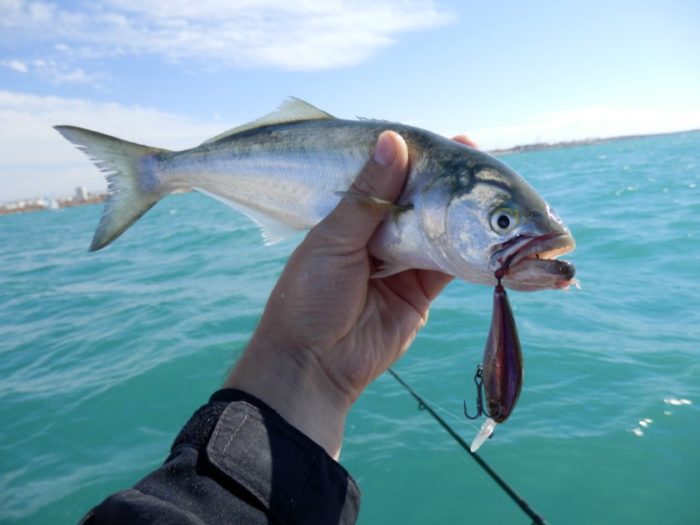 Синяя рыба из Черного моря