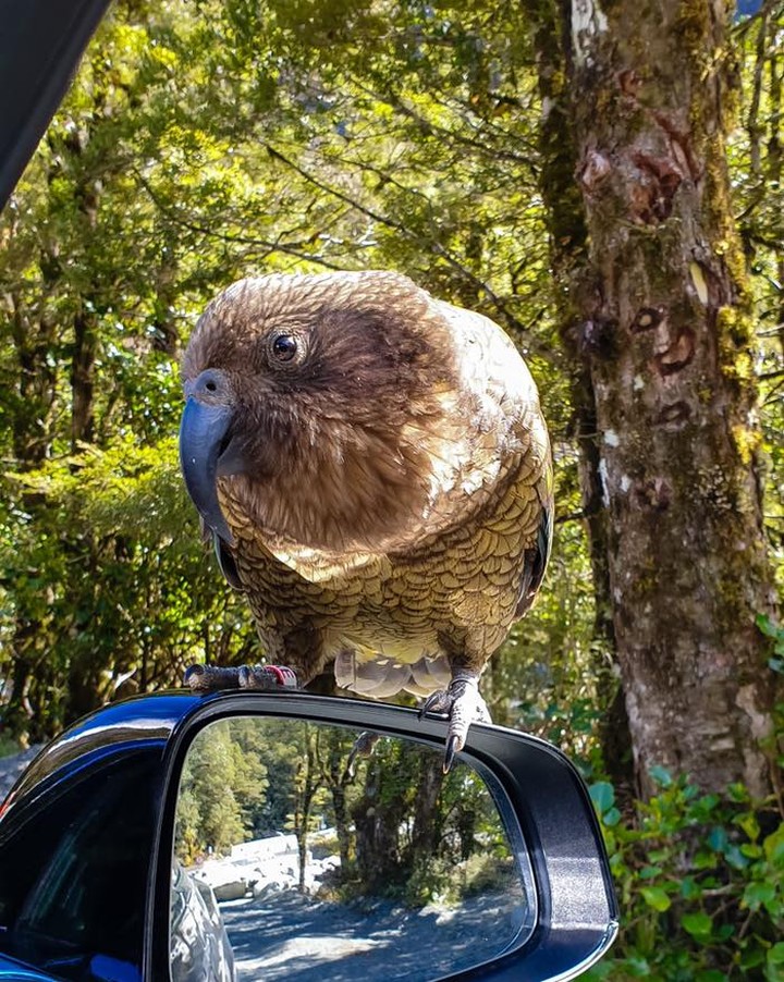 Хищный горный попугай кеа из Новой Зеландии  - гроза овец и туристов