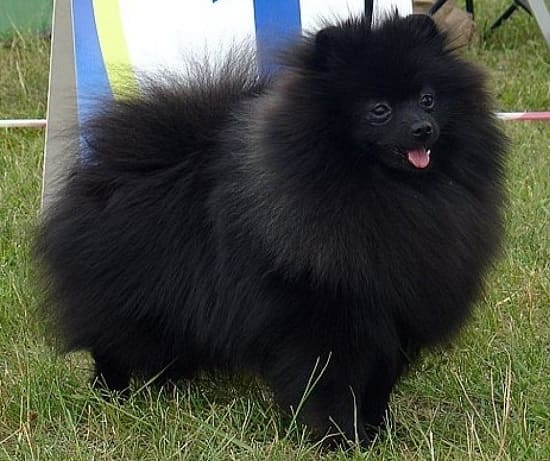 Маленький немецкий кончик черного цвета Маленький немецкий кончик черного цвета