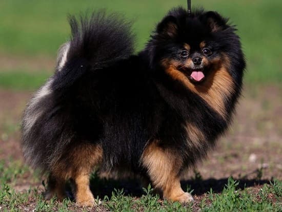 Маленький немецкий черно-подпалый шпиц Маленький немецкий черно-подпалый шпиц