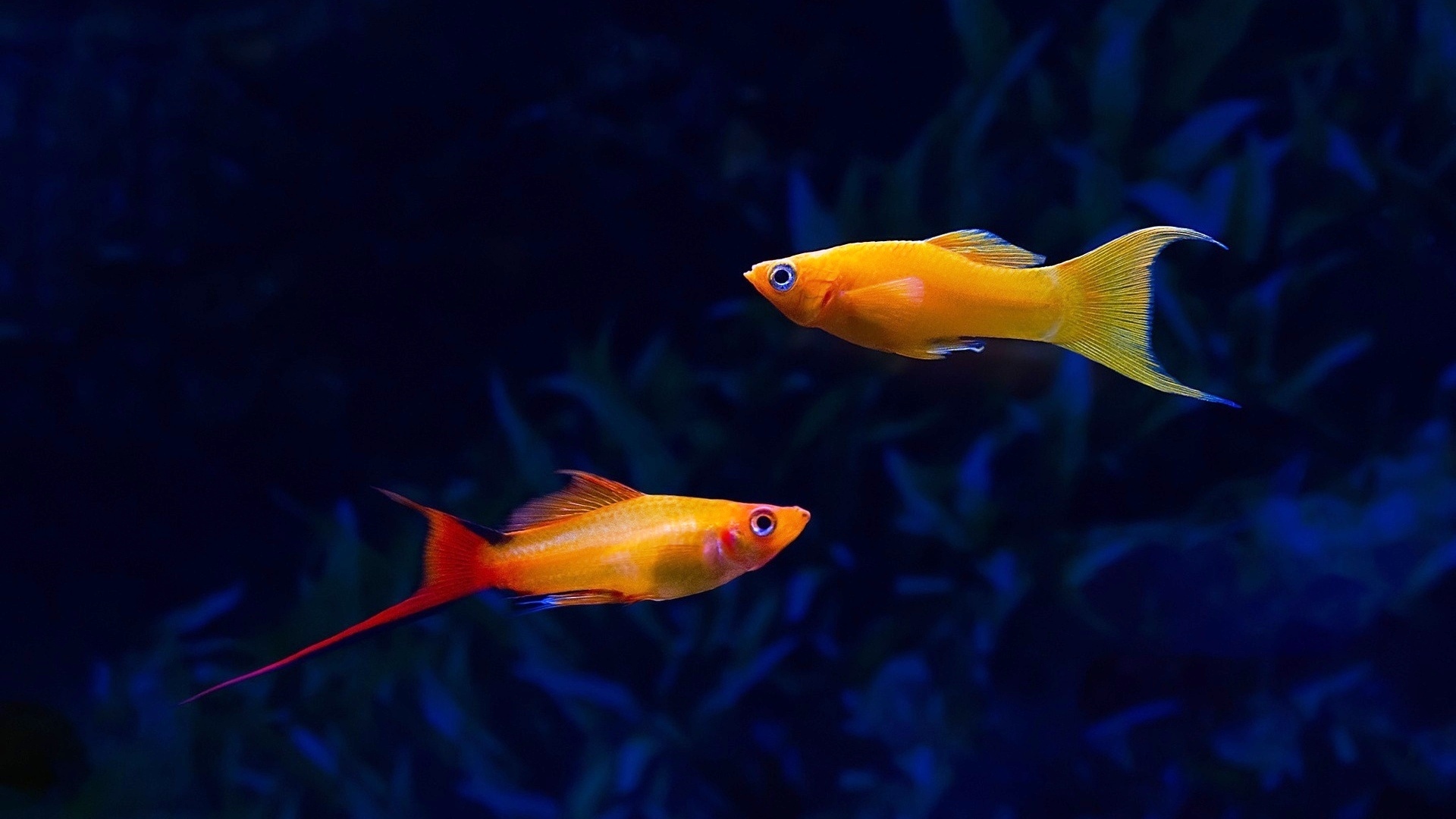 Самые яркие аквариумные рыбки: топ 10 с названиями и фото