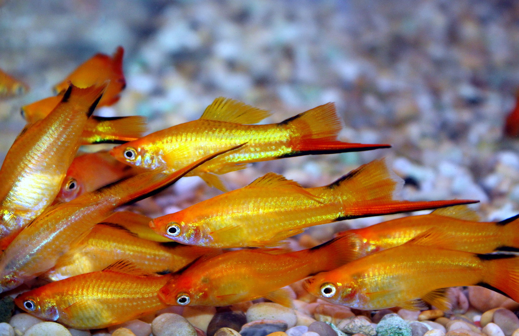 Самые яркие аквариумные рыбки: топ 10 с названиями и фото