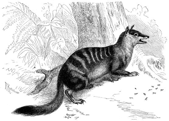 Сумчатый муравьед Намбат: описание, как выглядит, чем питается