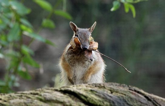 Чем питаются намбаты Питание намбата