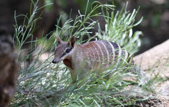 Где живут намбаты Где обитают намбаты
