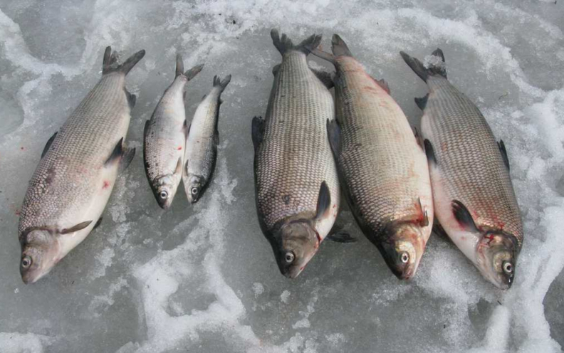 Ловля сига зимой: где водится, снасти, как ловить, тактика и техника