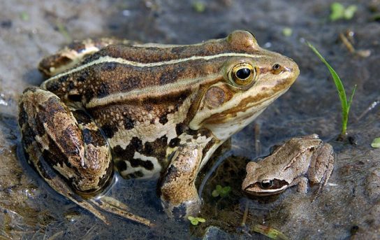 Ареал обитания остромордой лягушки Где обитает остромордая лягушка