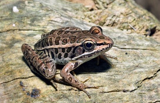 Численность остромордой лягушки Остромордая лягушка в Красной книге