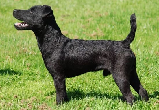 Паттердейл терьер Паттердейл терьер