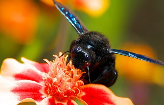 Чем питается пчела-плотник Питание пчелы-плотник