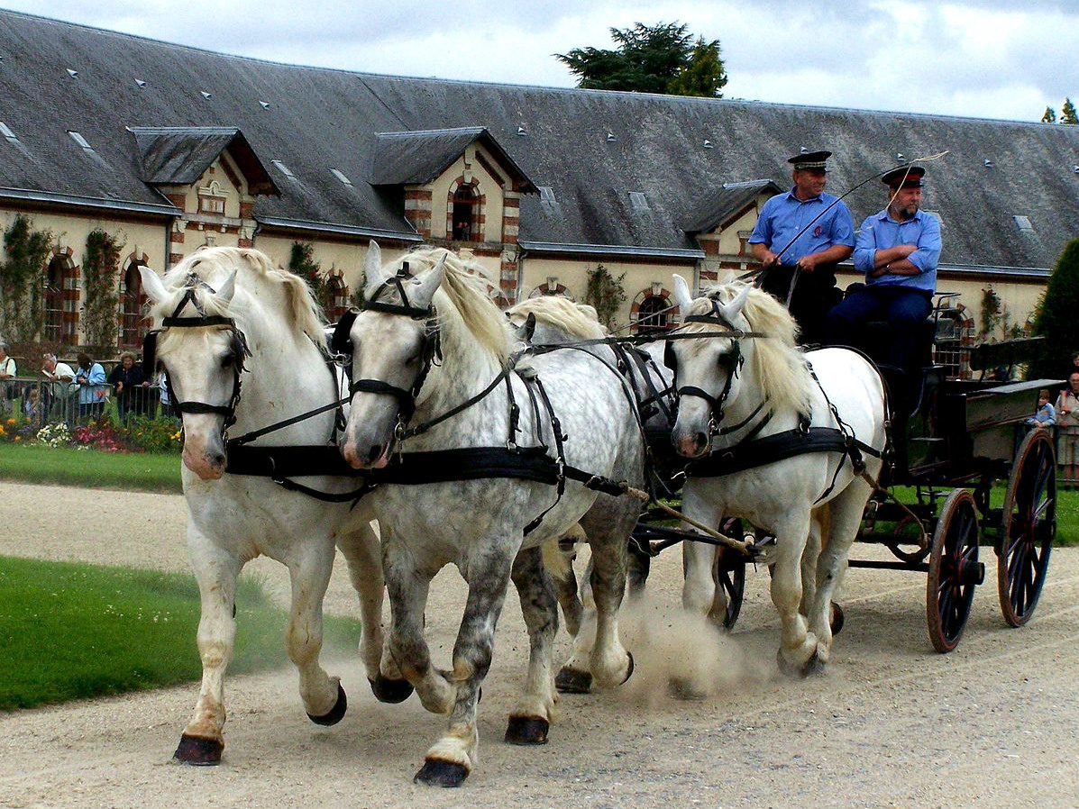 Аргамак – восточный тип лошадей