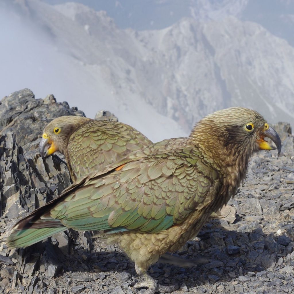 Хищный горный попугай кеа из Новой Зеландии  - гроза овец и туристов
