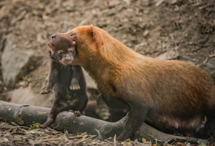 Самка с малышом