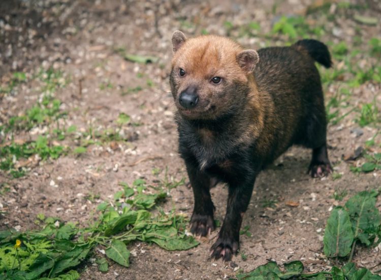 Очень необычное животное