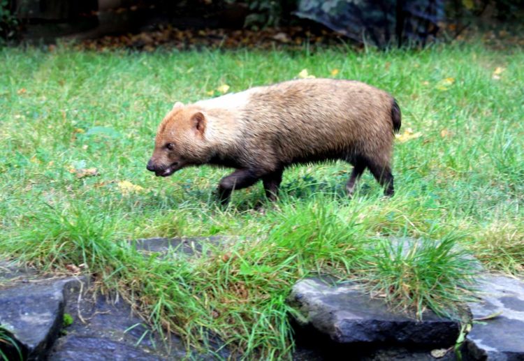 Этот зверек способен уничтожить тапира!