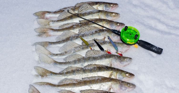 Классификация зимних блесен на судака Классификация зимних блесен на судака