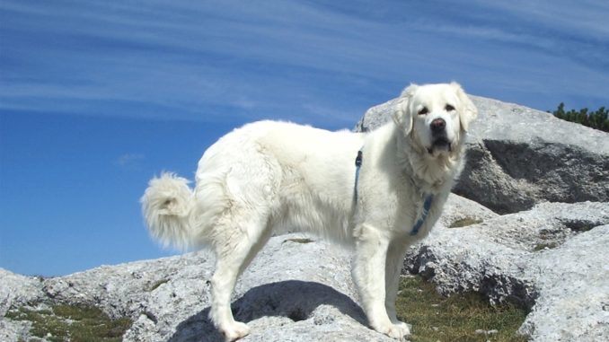 Большие белые собаки (25 пород): список, популярные, редкие, с фото и описанием