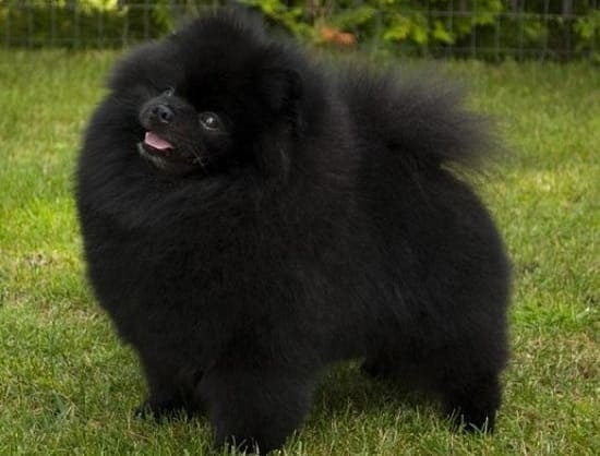 Померанский шпиц Померанский шпиц