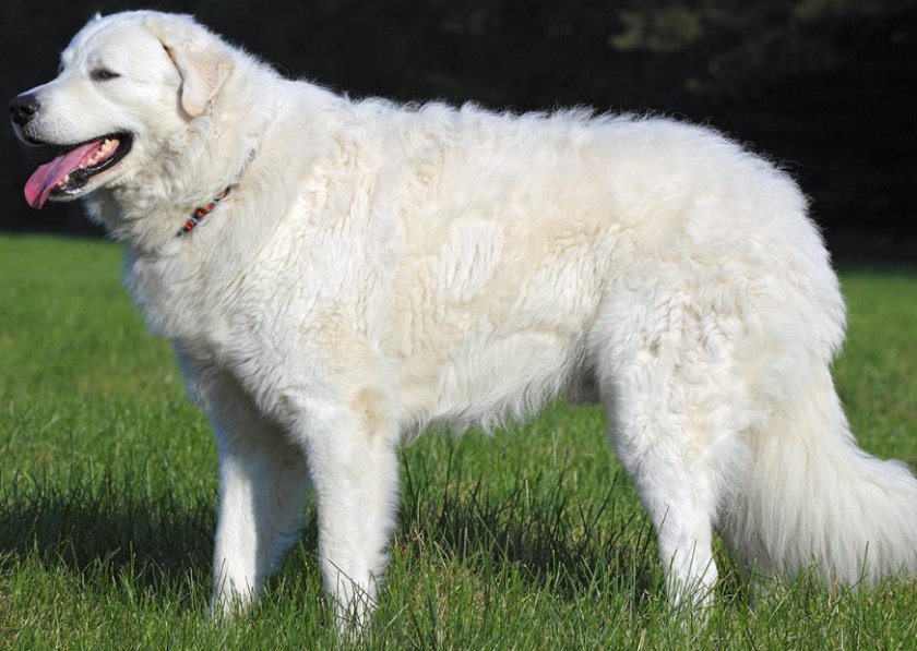 Большие белые собаки (25 пород): список, популярные, редкие, с фото и описанием
