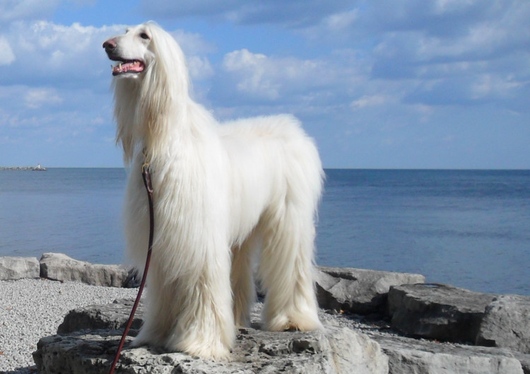Большие белые собаки (25 пород): список, популярные, редкие, с фото и описанием