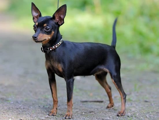 Пражская крыса Пражская крыса