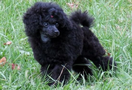 Миниатюрный пудель Миниатюрный пудель