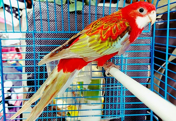 Домашние попугаи: виды, породы