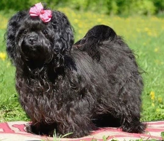 Русская цветная гончая Русская цветная гончая