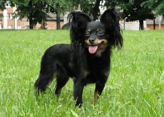 Русская игрушка длинношерстная Русская игрушка длинношерстная