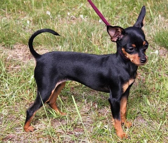 Русская игрушка с гладкой шерстью Русская игрушка с гладкой шерстью