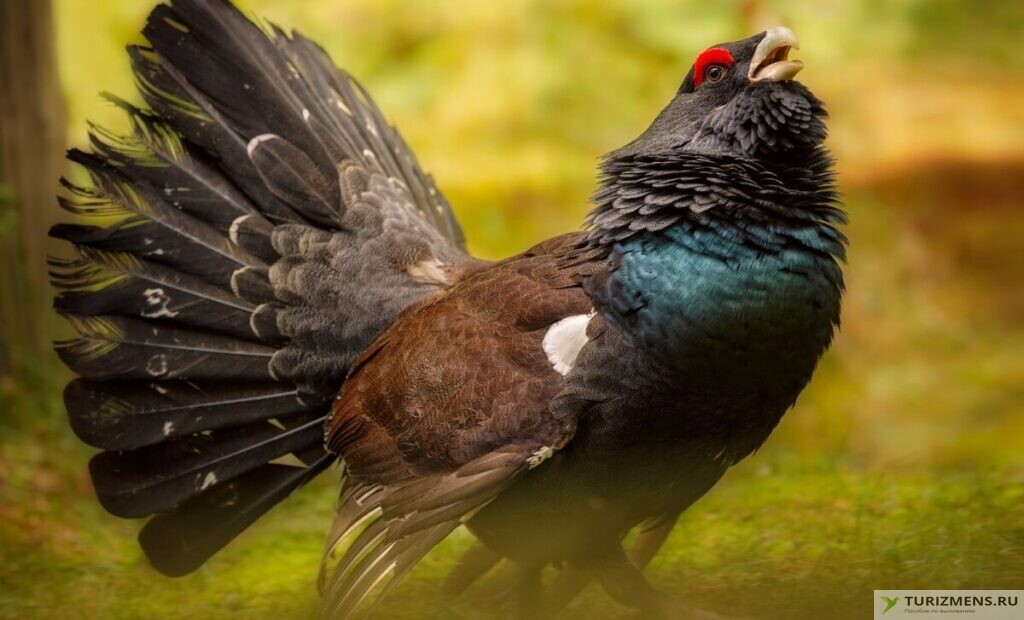 Глухари – оседлые птицы
