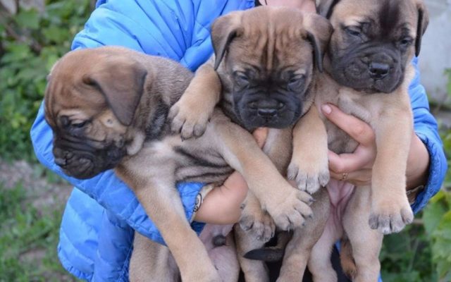 Бульмастиф: характеристика породы