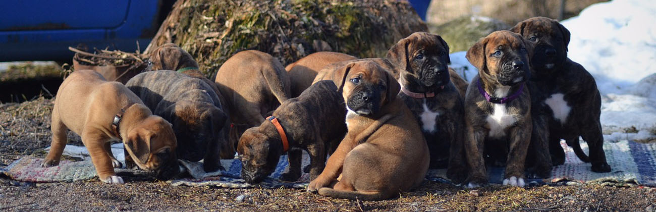 Бурбуль африканский - описание, характер, характеристики