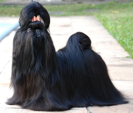 Ши-тцу Ши-тцу