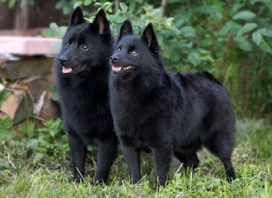 Шипперке Шипперке