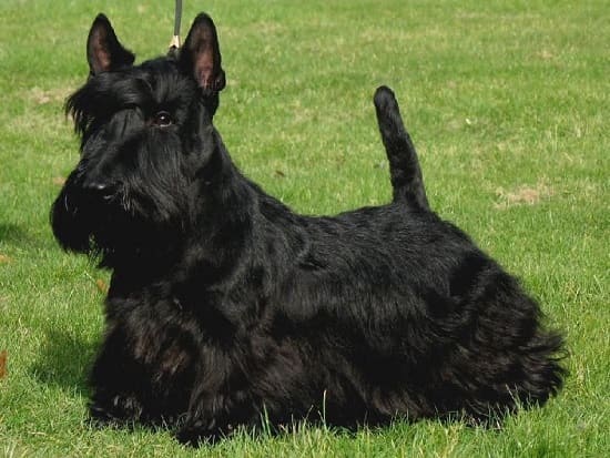 Шотландский терьер Шотландский терьер