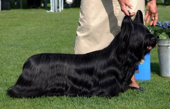 Скай-терьер Скай-терьер