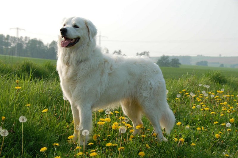 Большие белые собаки (25 пород): список, популярные, редкие, с фото и описанием