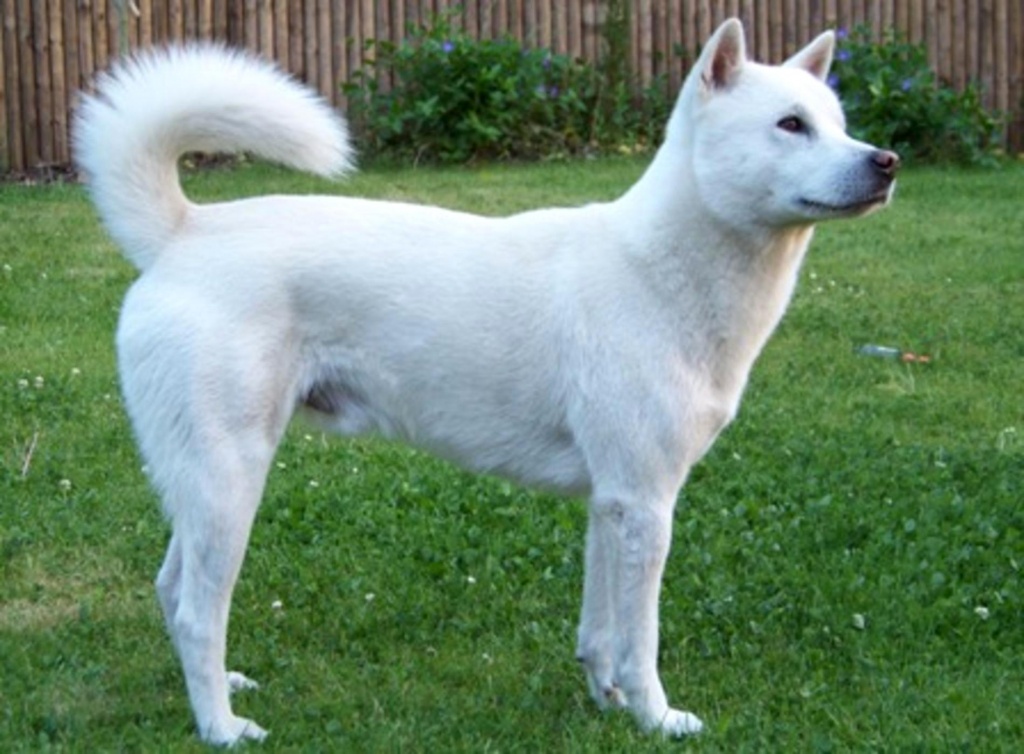 Большие белые собаки (25 пород): список, популярные, редкие, с фото и описанием
